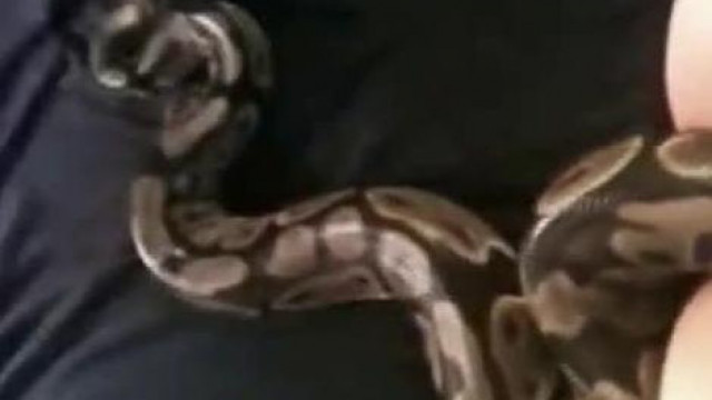 Викки засовывает черную змею фаллоимитатор, глубоко в киску - порно видео