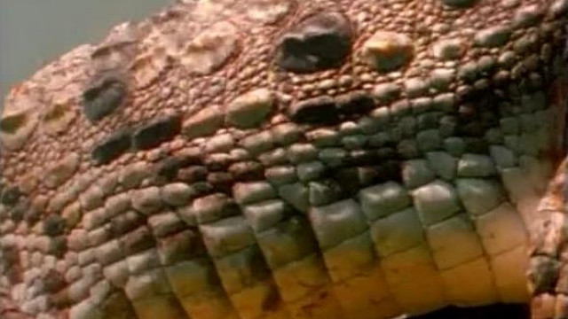 Мужик трахает крокодила в жопу. Порно зоо с рептилией