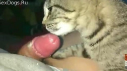 Секс кота и человека ▶️ смотреть бесплатно порно видео