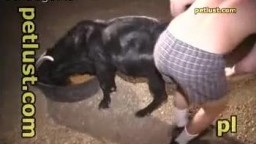 Мужик выебал рогатого козла в жопу, анальное зоо порно видео