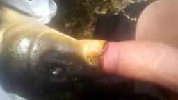 Парень дал рыбе пососать, порно с  рыбой онлайн