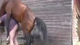 Конь насилует сельскую бабу в пизду. Horse real sex