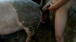Худой пацан ебет огромную свинью, порно с животным